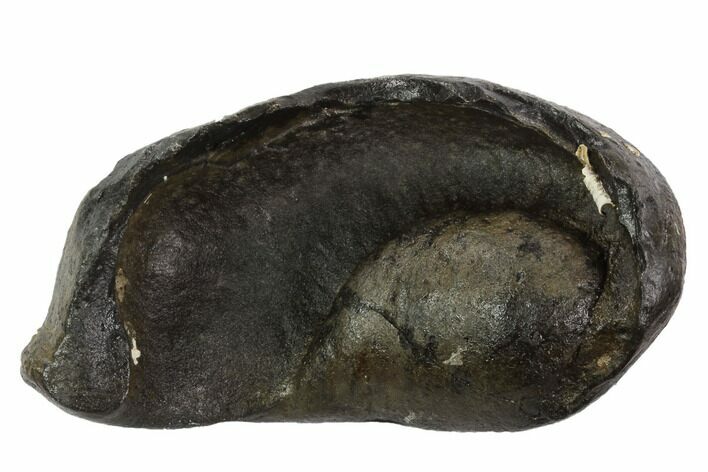 Fossil Whale Ear Bone - Miocene #95758